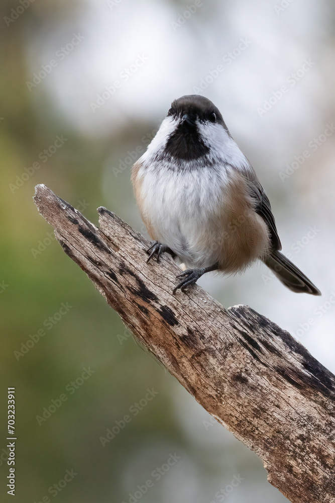 Obraz premium Siberian tit