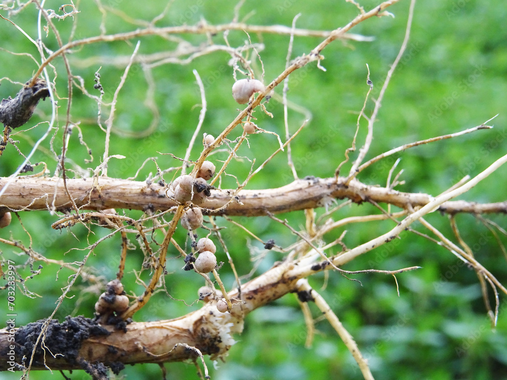 Nitrogen-fixing bacteria on legume roots close-up in natural conditions Nitrogen-fixing bacteria on legume roots close-up in natural conditions
