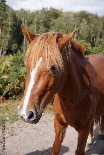 free roaming wild horse in the New Forest National Park, England. cute brown horse in natural habitat