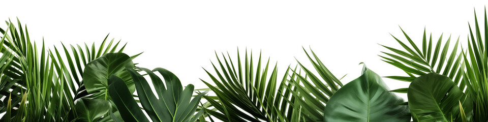 Tropical green leaf frame on white background.