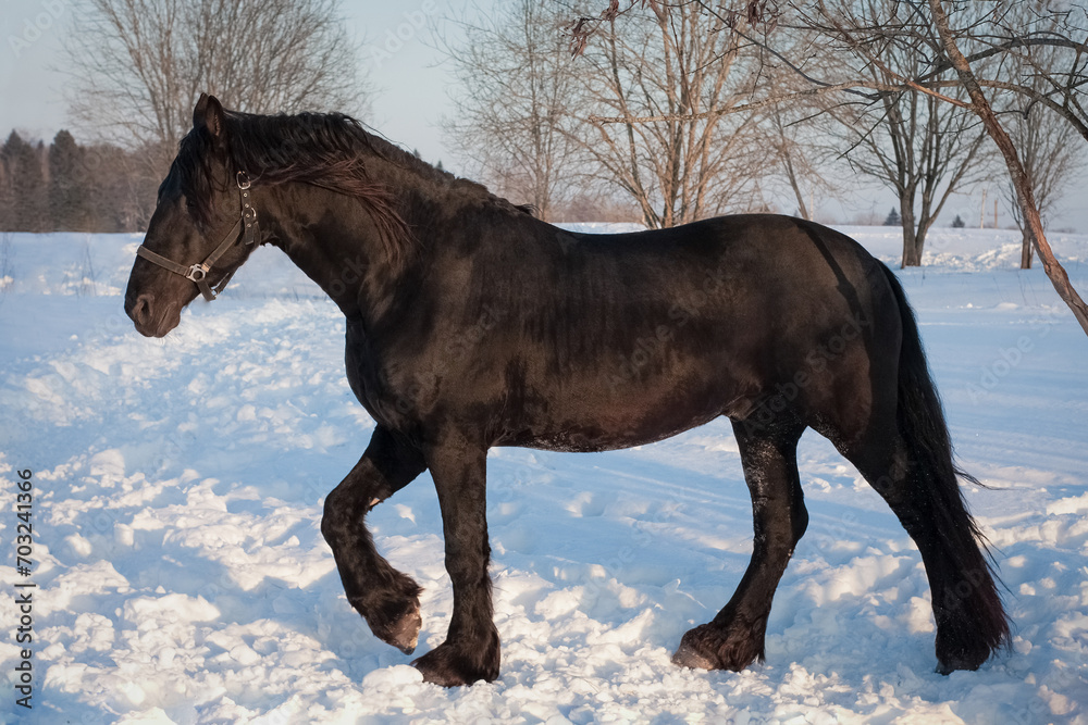 Portrait of a black friesian horse in the winter landscape. Portrait of a black friesian horse in the winter landscape.