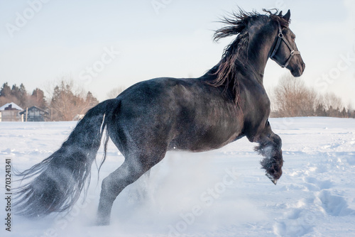 Fototapeta Naklejka Na Ścianę i Meble -  Portrait of running in the snow black friesian stallion.