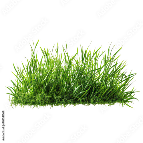 green grass isolated on white background