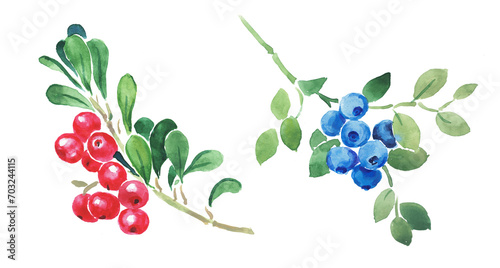 Blueberries and lingonberries , red berry, blue berries. huckleberry , cowberry, cranberries, watercolor illustration	 photo