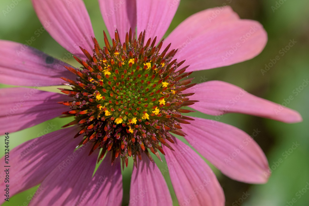 Purpur-Sonnenhut (Echinacea purpurea), Blüte