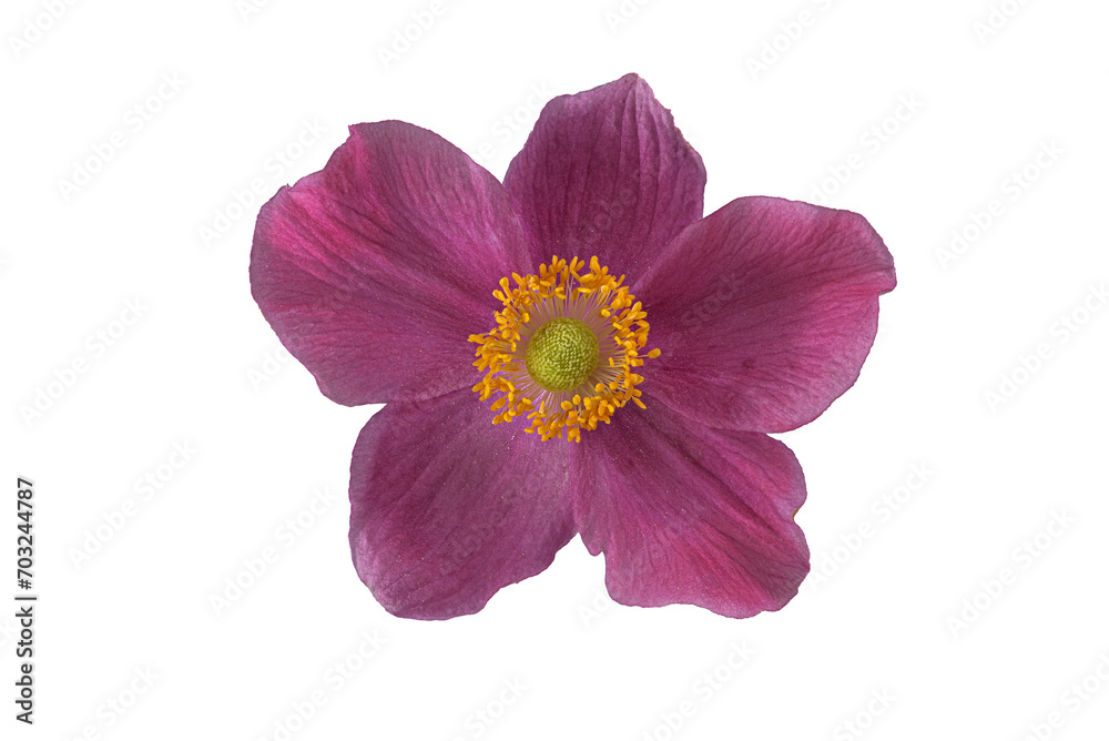 Herbst-Anemone (Anemone hupehensis),  Blüte