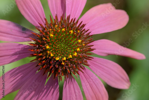 Purpur-Sonnenhut  Echinacea purpurea   Bl  te