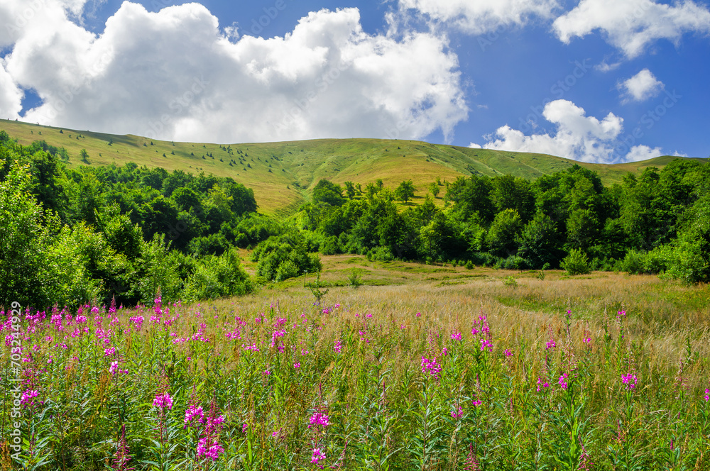 Beautiful summer mountain landscape with blooming shoots of purple flowers. Ukrainian Carpathians, Borzhava mountain massif