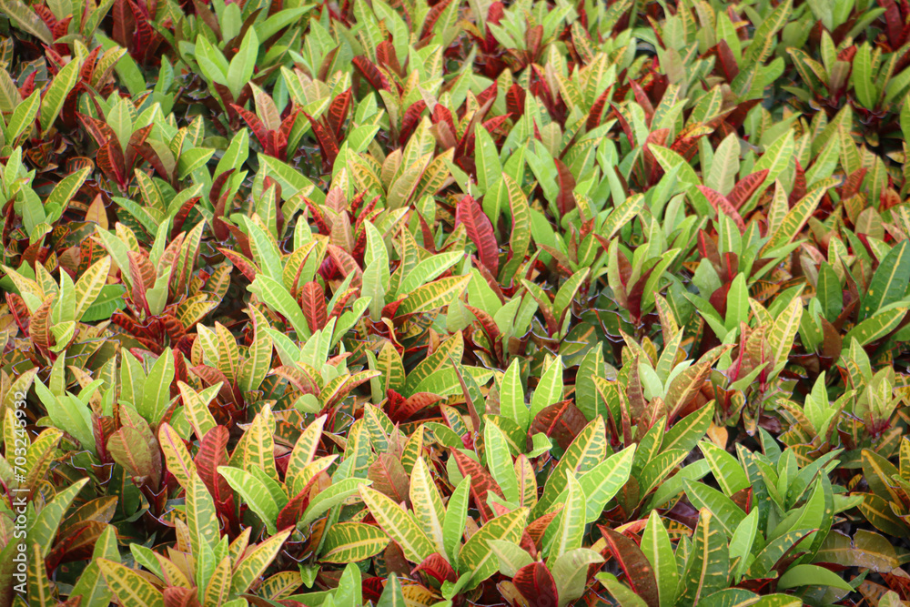 Obraz premium red and green leaves at the garden