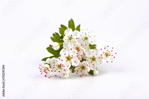 Hawthorn (Crataegus monogyna) flowers isolated on white background