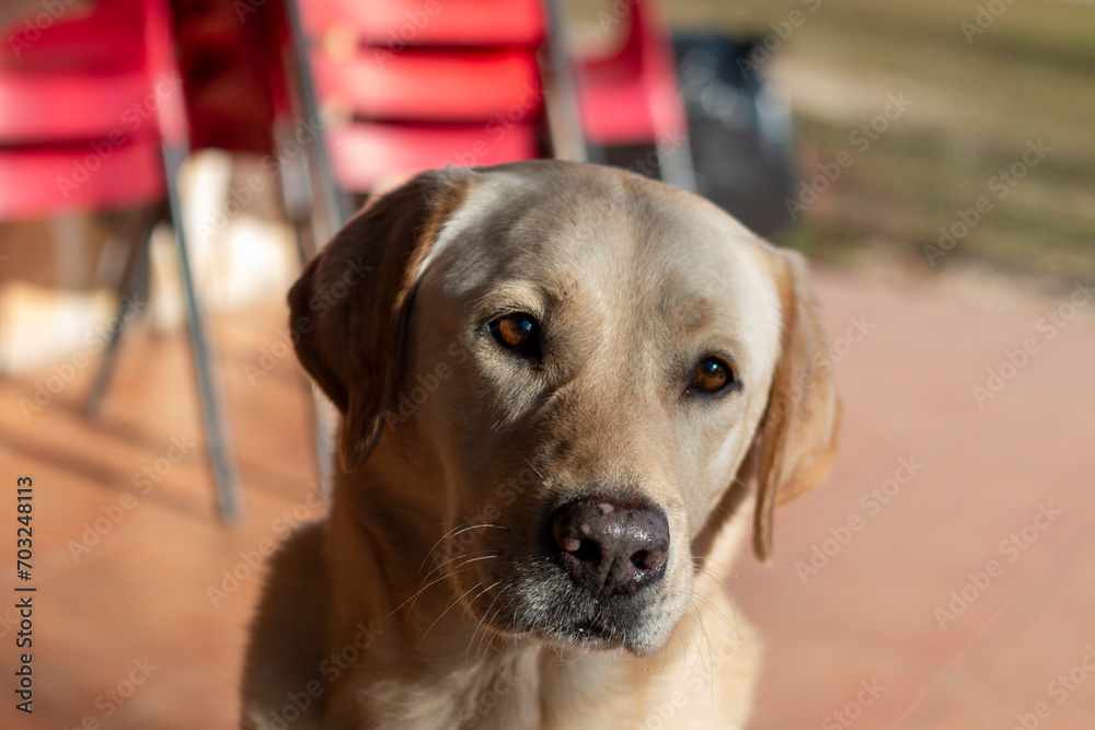 Dog portraits, in this case a Labrador breed, another a hound or an Andalusian winemaker Dog portraits, in this case a Labrador breed, another a hound or an Andalusian winemaker