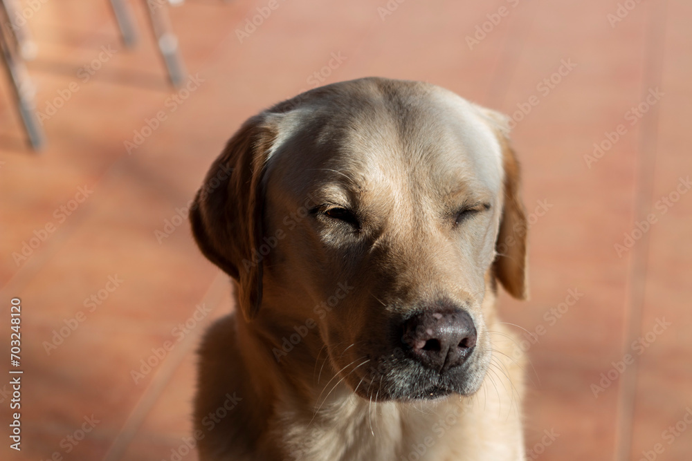 Dog portraits, in this case a Labrador breed, another a hound or an Andalusian winemaker Dog portraits, in this case a Labrador breed, another a hound or an Andalusian winemaker