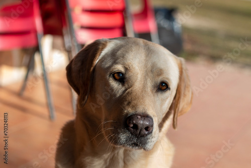 Dog portraits  in this case a Labrador breed  another a hound or an Andalusian winemaker