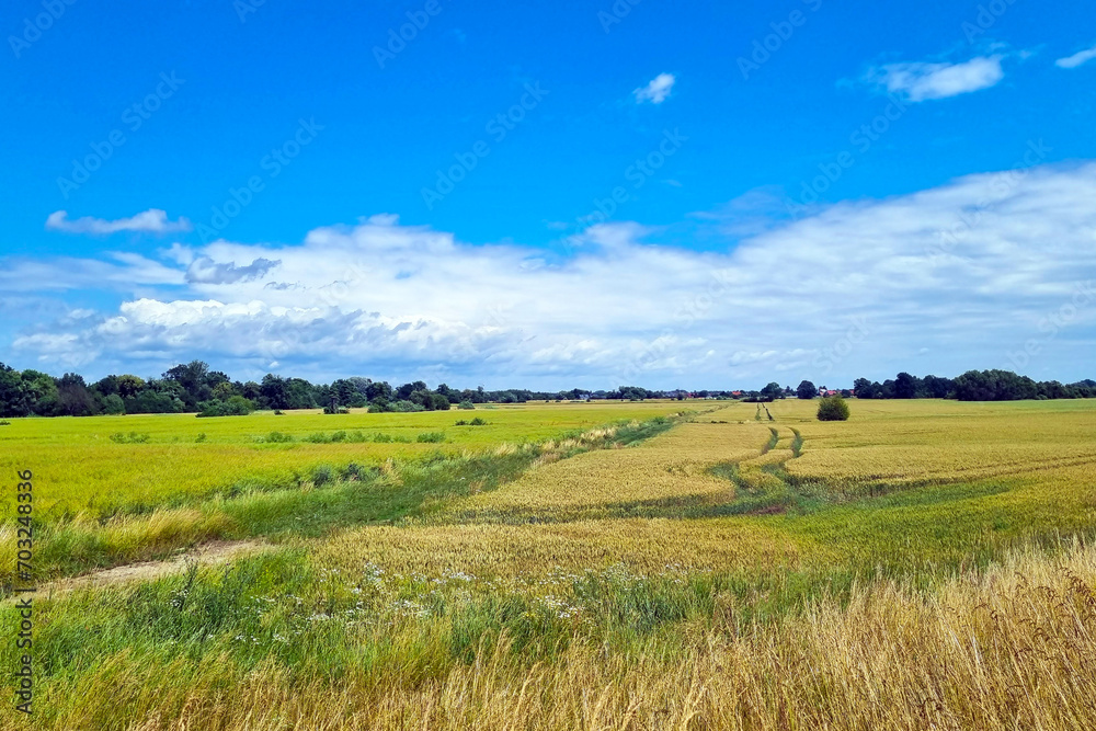 Beautiful view of a rural field on a sunny summer day.