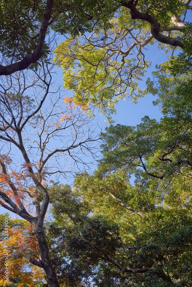 Fototapeta premium 冬の浜離宮恩賜庭園あたり
