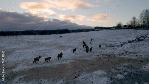 Highland cattle on a frozen field at winter sunset.