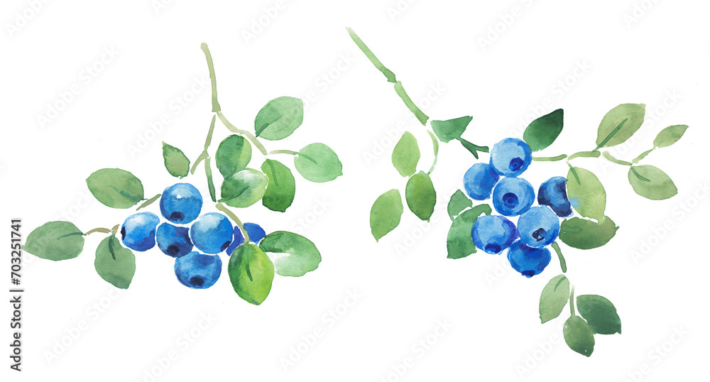 Obraz premium Watercolor hand painted illustration of blueberries, berry, watercolor berries, blueberry illustration , blueberry branch , food illustration 