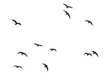 png flock of birds flying isolated on clear background
