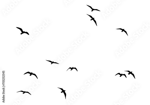 png flock of birds flying isolated on clear background © Birol Dincer 