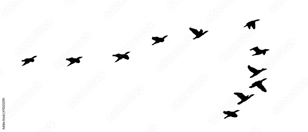 png flock of birds flying isolated on clear background - obrazy, fototapety, plakaty 