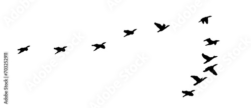 png flock of birds flying isolated on clear background © Birol Dincer 
