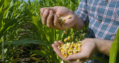 Corn Seed in Farmer Hands, Agriculture. Slow motion Farmer Hands Cupping Maize Kernels in Field After Harvest is Done. Closeup Farm Worker holding maize harvest cereal plant. Golden Corn Growing photo