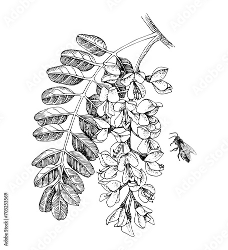 Blooming acacia and honey bee