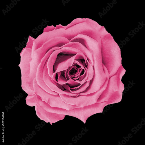 Beautiful single isolated pink rose on a pure black background - perfect wallpaper