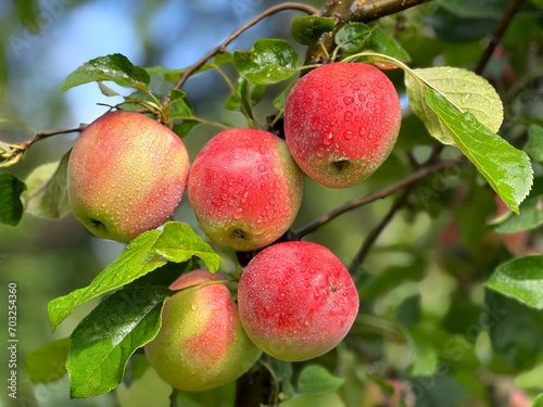Apples tree branch in the garden after summer rain.