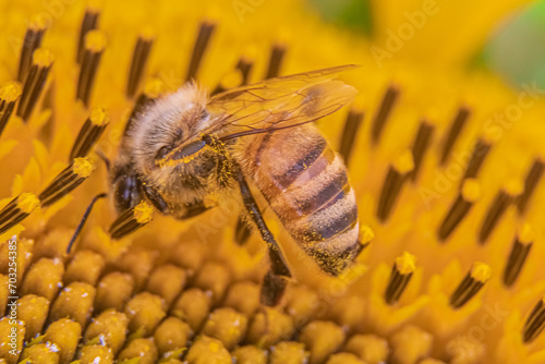 Abeja en flor de girasol 