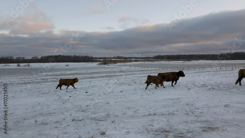 Highland cattle on a frozen field at winter sunset.