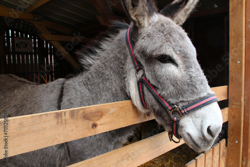 donkey in a farm in france