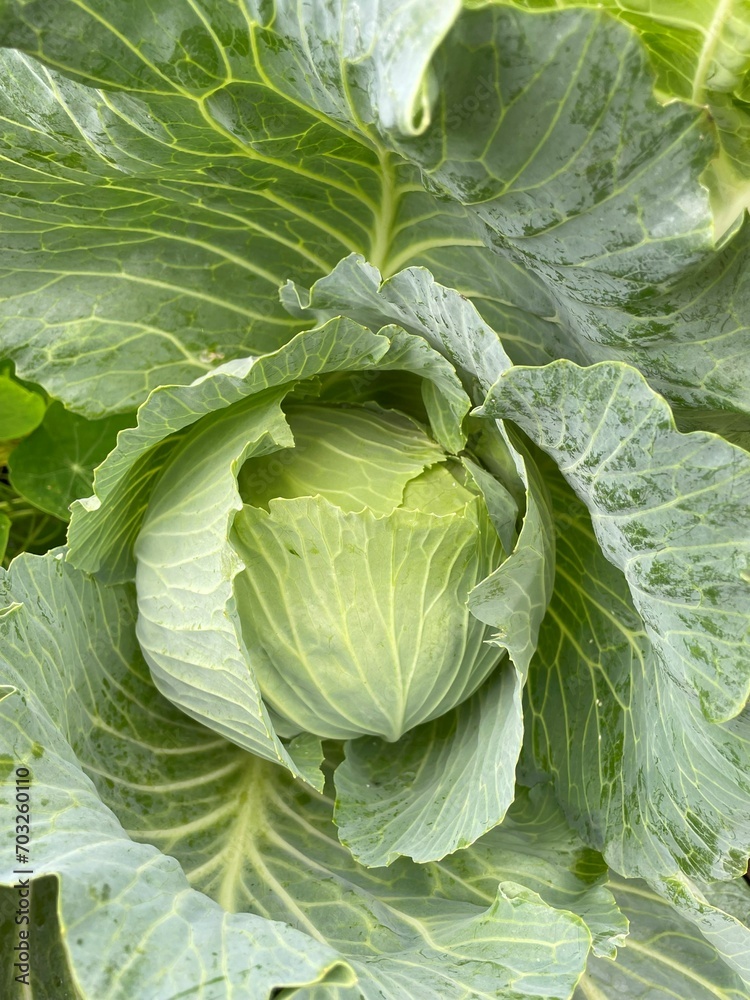 Fresh garden vegetable cabbage plant Fresh garden vegetable cabbage plant