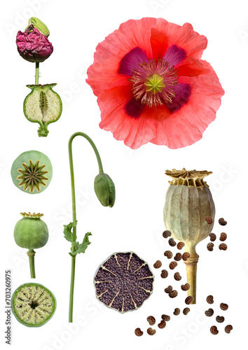 Schlafmohn (papaver somniferum), Bildtafel mit Blüte, Pflanze, Samenkapsel, Samen