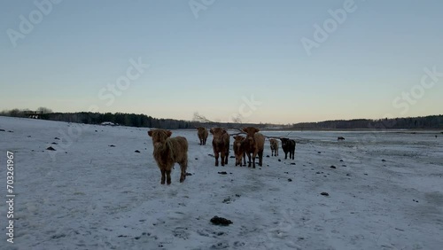 Highland cattle on a frozen field at winter sunset.