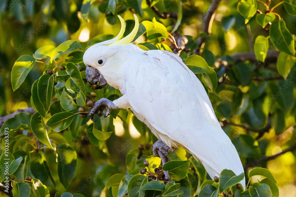 Wild Cockatoo Eating in Australia Wild Cockatoo Eating in Australia