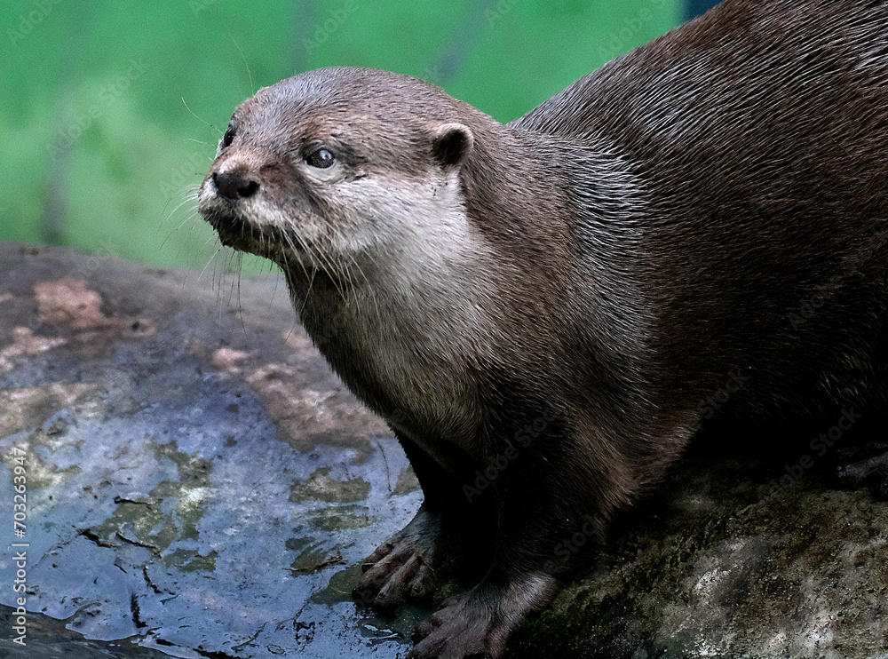 The Asian small-clawed otter (Aonyx cinereus), also known as the oriental small-clawed otter and the small-clawed otter, is an otter species native to South and Southeast Asia. It has short claws. The Asian small-clawed otter (Aonyx cinereus), also known as the oriental small-clawed otter and the small-clawed otter, is an otter species native to South and Southeast Asia. It has short claws.