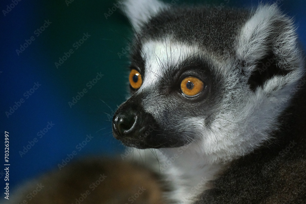 Lemurs Are Wet-nosed Primates Of The Superfamily Lemuroidea, Divided ...