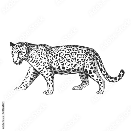 Vector hand-drawn illustration of jaguar in engraving style. Sketch of wild American animal isolated on white.