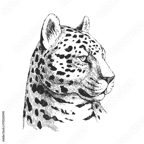 Vector hand-drawn illustration of jaguar head in engraving style. Black and white sketch of wild Brazilian animal.