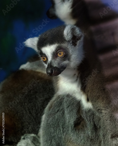 Lemurs are wet-nosed primates of the superfamily Lemuroidea, divided into 8 families and consisting of 15 genera and around 100 existing species
