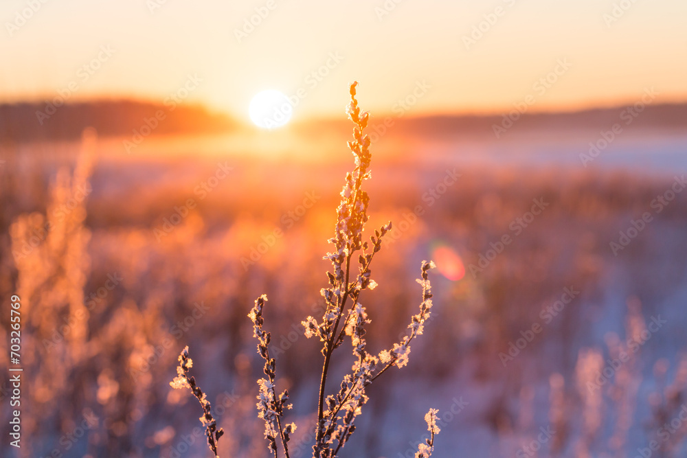 Frosty grass at winter sunset Frosty grass at winter sunset