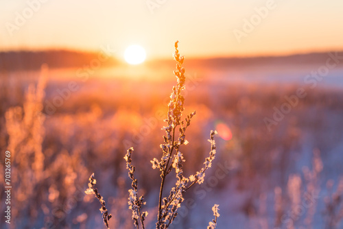 Frosty grass at winter sunset