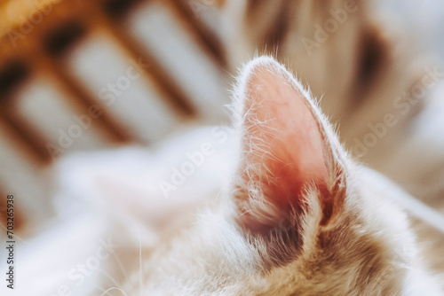 Close up sur les oreilles d'un petit bébé chaton tigré roux à la maison  © PicsArt