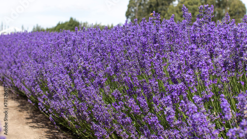 Lavender field. Beautiful lavender landscape. Nature  travel.