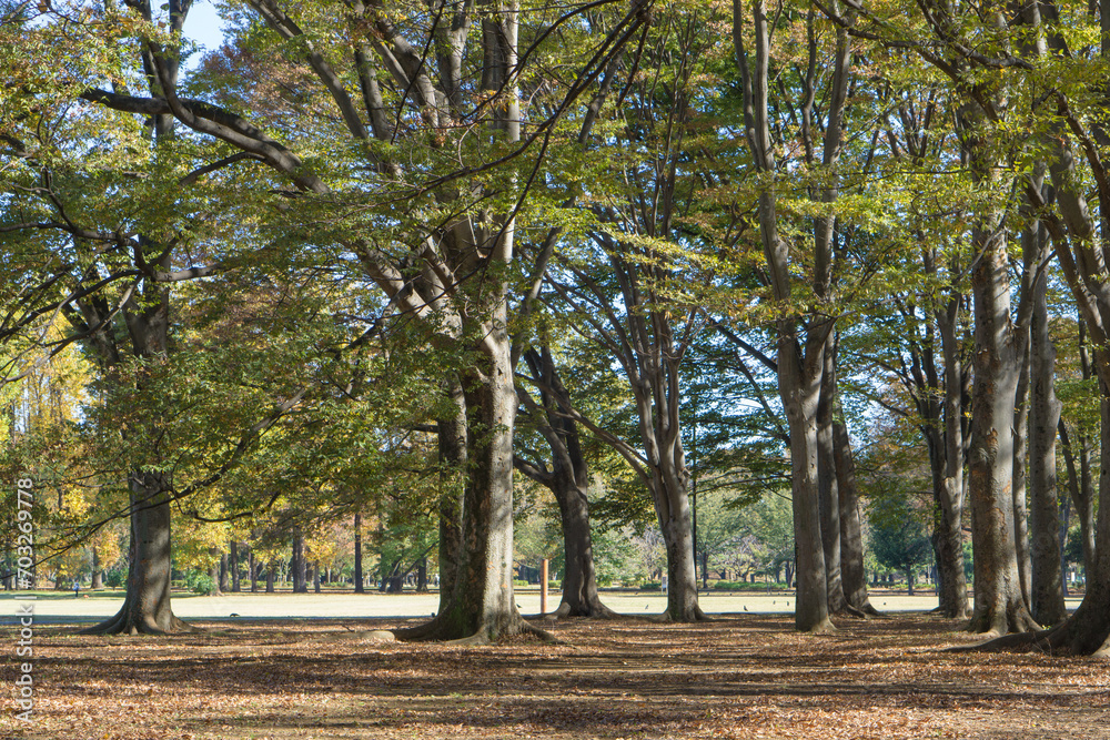 Naklejka premium 小金井公園の雑木林
