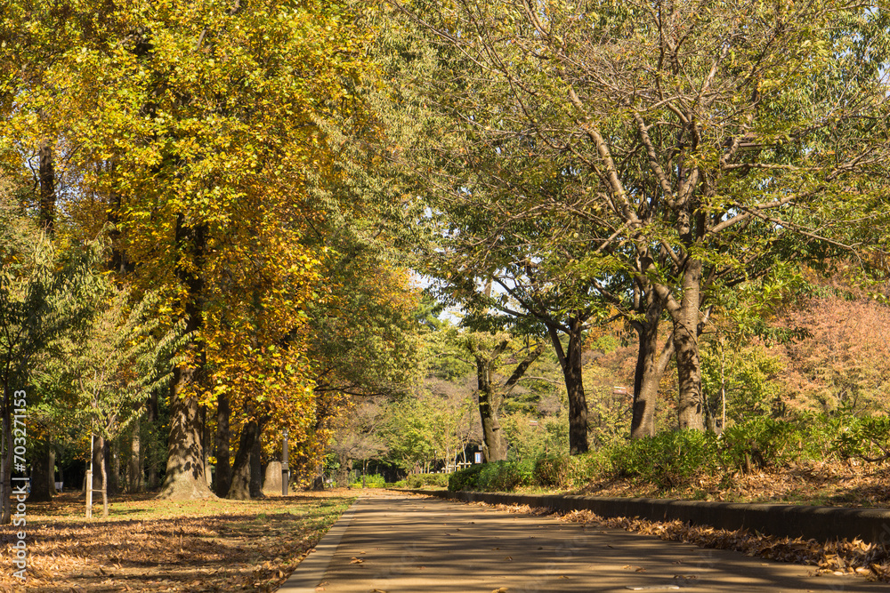 Naklejka premium 秋の小金井公園遊歩道