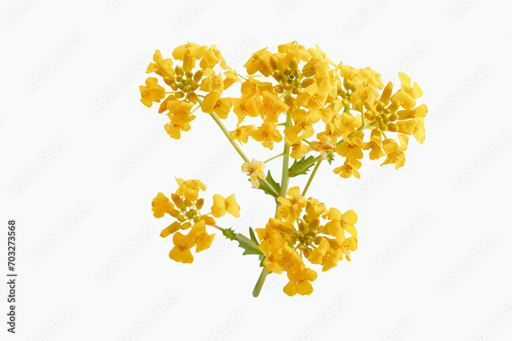 Blossoming branch of mustard