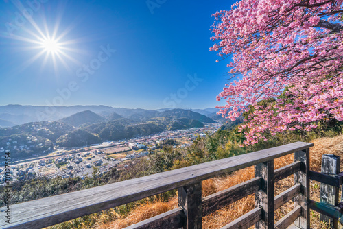 春の河津城跡公園 展望台から眺める河津町と河津桜【静岡県】 Observatory of Kawazu Town in Bloom of Beautiful Kawazu Cherry Blossoms - Shizuoka, Japan