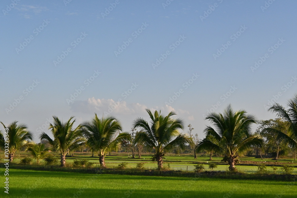 Straight rows of trees in the rice fields